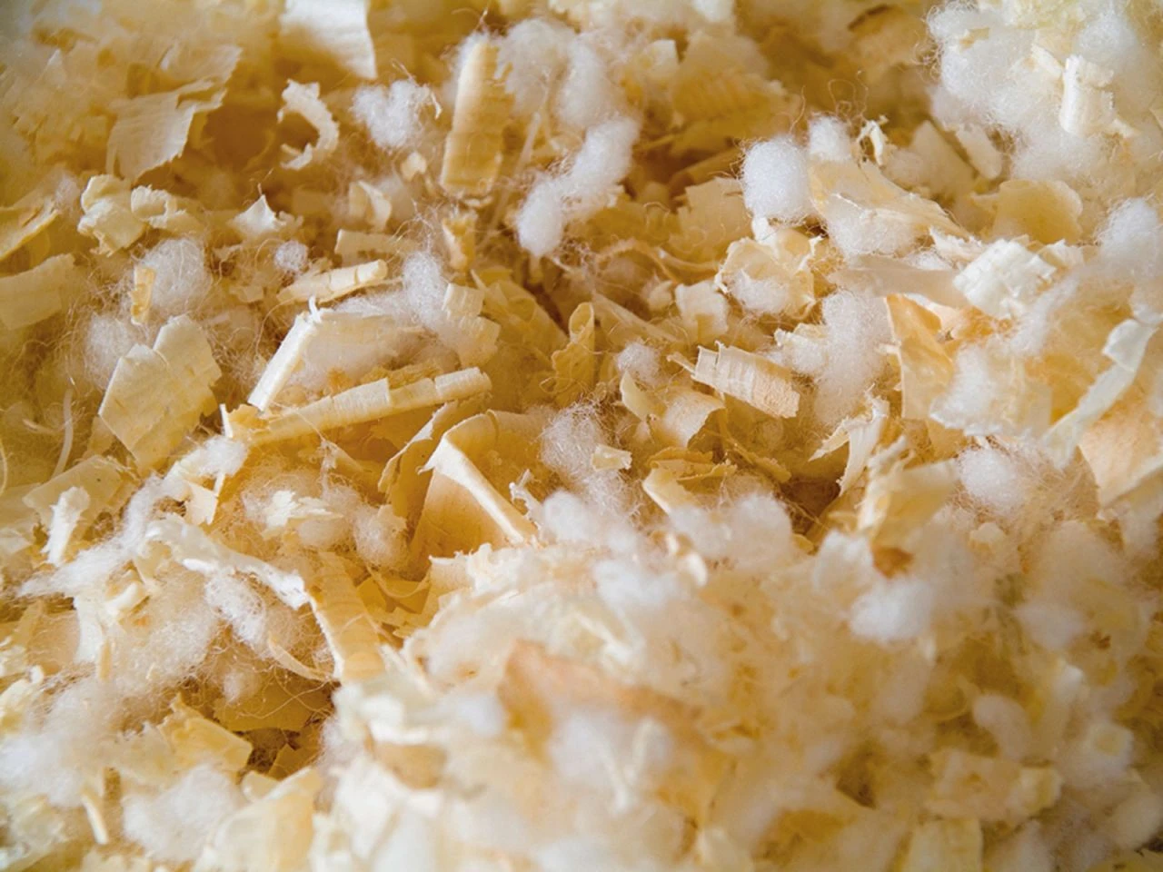 My Face Zirbe, Bio 4 My Face Zirbe, Bio – Bild 2