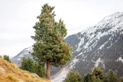 Wellness Zirbe Unterbett 11 Wellness Zirbe Unterbett -Betten-Prinz HEFEL Zirbenbaum141Kj4SKzNGv4D 1280x1280