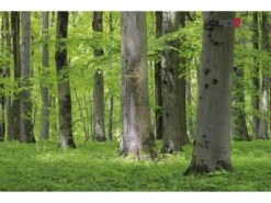 Selecta Lattenrost Einlegerahmen FR7, Ausführung 3-Matic 13 Selecta Lattenrost Einlegerahmen FR7, Ausführung 3-Matic -Betten-Prinz buchenwald roewaherz 2016 mit LogoN6CMCsdJc1HkW 1280x1280